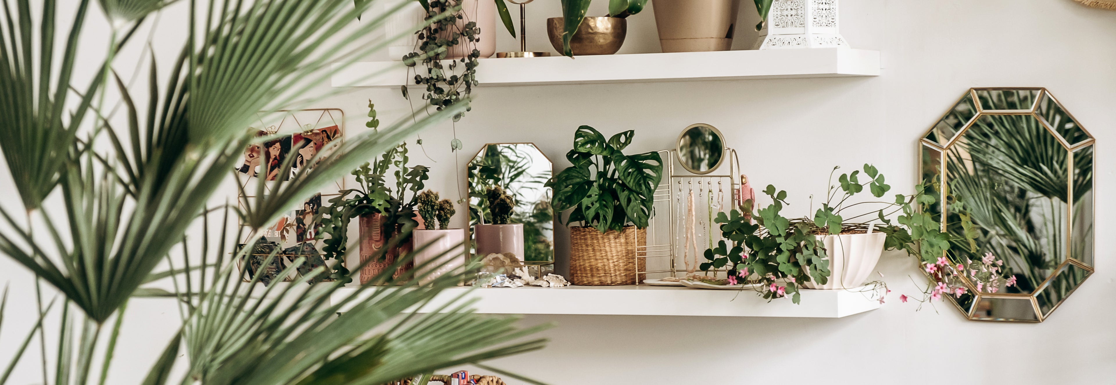 Shelf with various potted plants and decorative mirrors against a white wall.