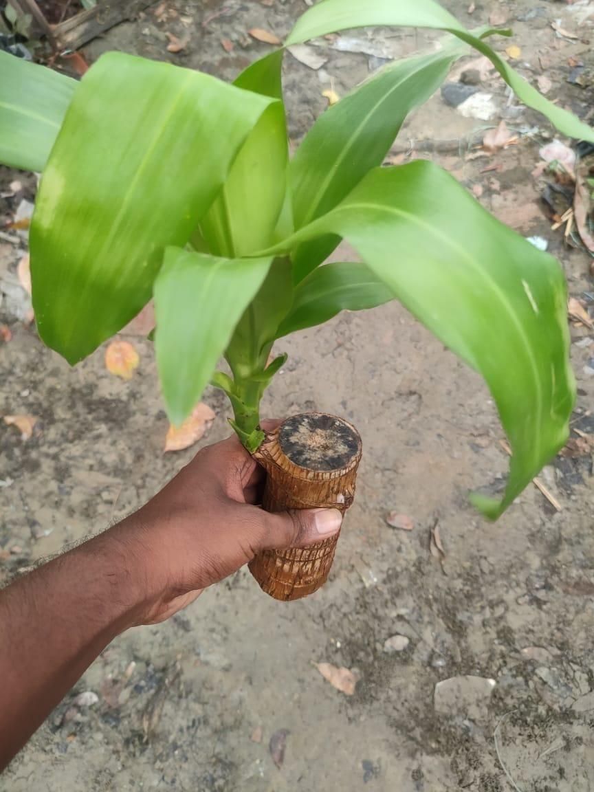 Hand holding a small potted plant with green leaves on a concrete surface