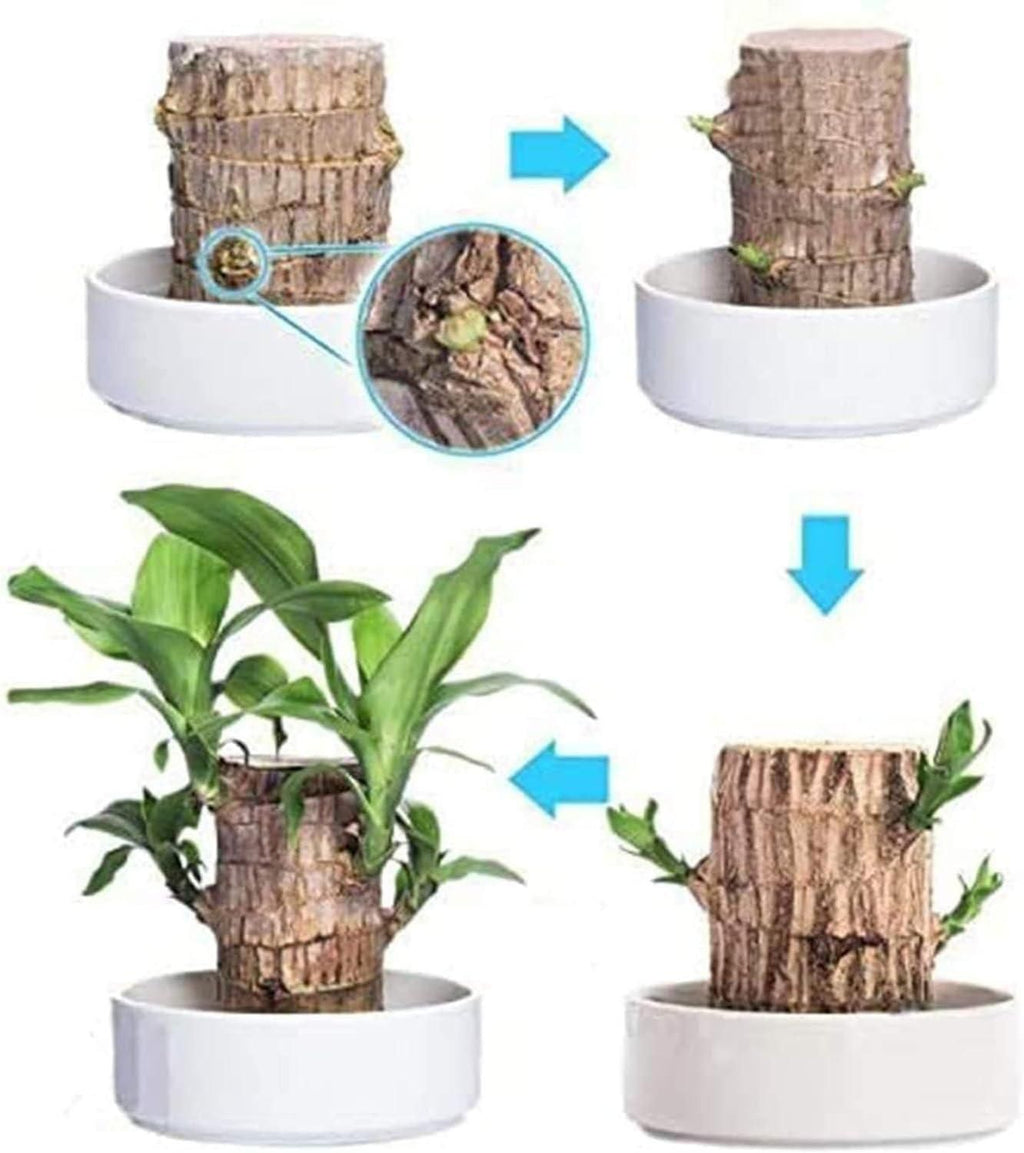 Stages of a plant growing in a pot with close-up details.